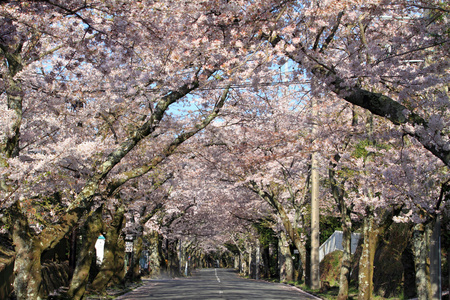 隧道的樱花在日本静冈县伊豆高原