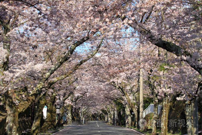 隧道的樱花在日本静冈县伊豆高原