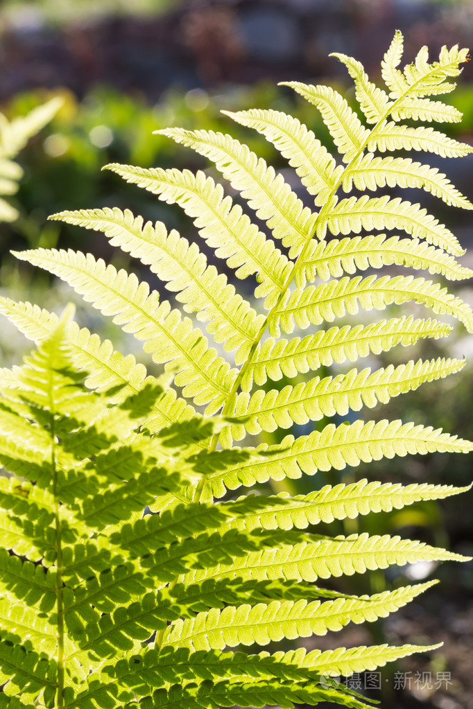 明亮的绿色蕨类植物的叶子照片-正版商用图片1mdg8i-摄图新视界