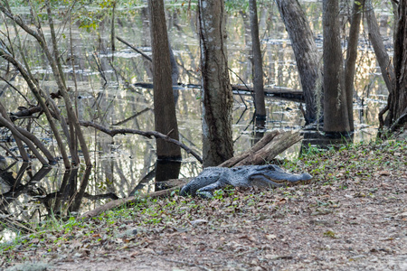 饥饿的鳄鱼等待鲁莽游客在布拉索斯弯曲国家公园附近休斯顿，德克萨斯州