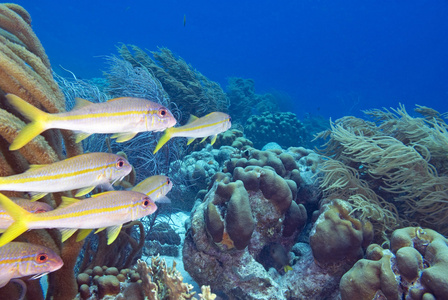热带鱼游泳在珊瑚礁