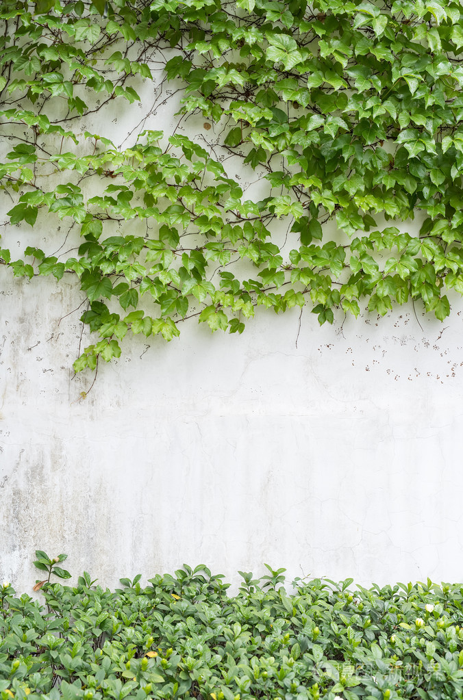 在白色背景上孤立的常春藤叶子