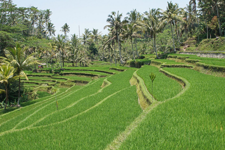 稻田，印度尼西亚巴厘岛
