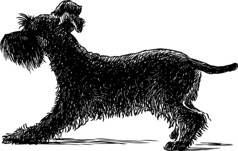 巨型雪纳瑞犬图片