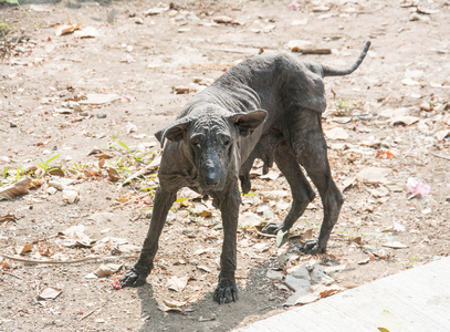 癞皮狗图片