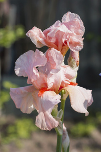 粉红色的虹膜花坛花, 常年, 春季流