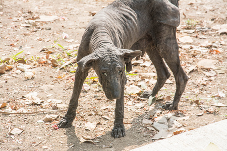 癞皮狗和无毛照片