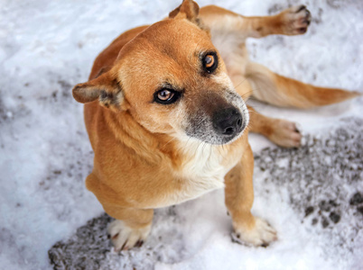 狗的宠物，板栗，雪，冬天，善良的眼睛，特写，在户外