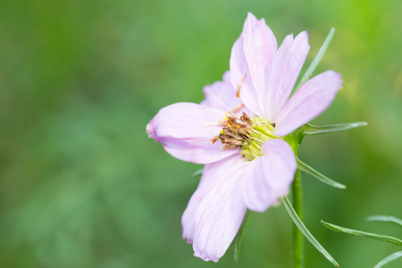 小花在农场开花