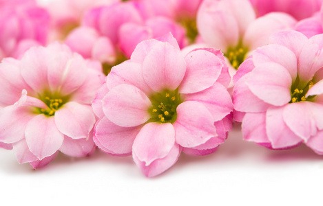 孤立的小粉红花