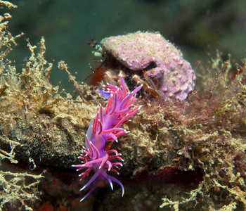 海中的紫色无脊椎动物