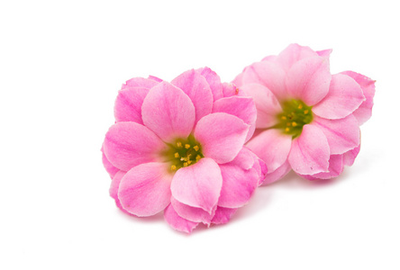 孤立的小粉红花