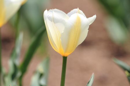 郁金香花田白色