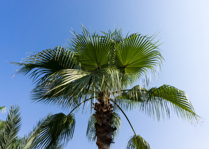 棕榈树自然