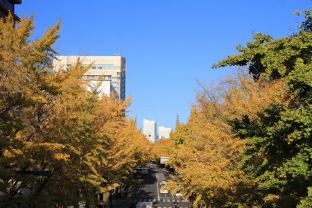 日本横滨山下公园大道秋叶