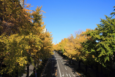 日本横滨山下公园大道秋叶