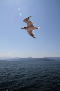 蓝色的大海上空飞行的海鸥