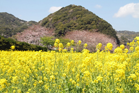 日本静冈县的樱和田间芥末