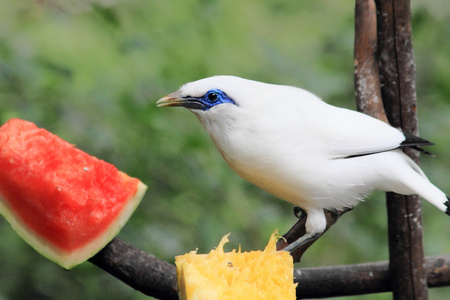 被称为罗斯柴尔德的八哥, 巴厘岛八哥, 或巴厘岛八哥, 当地称为 jalak