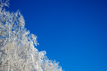 树枝在雪下
