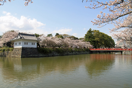 在日本神奈川县小田原城堡和樱桃开花