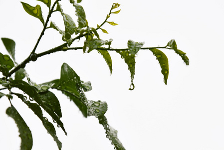 雨后橙茉莉花叶上的水滴