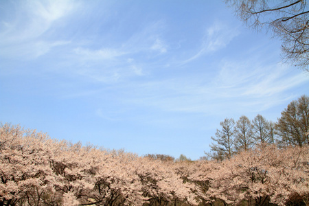 日本长野 Takato 早春樱花