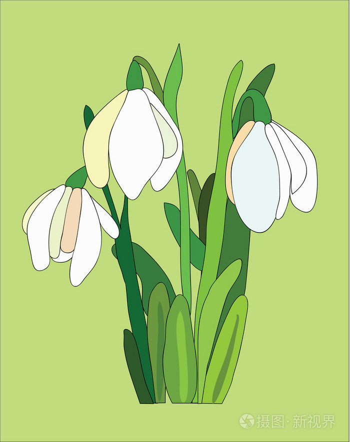 白色的雪花莲插图