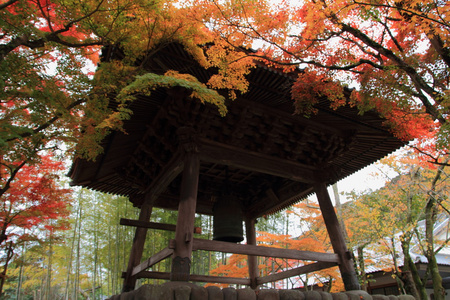 秋天的落叶，在 Shuzenji 寺，伊豆，日本