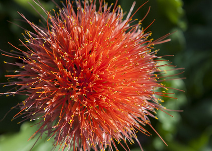 Scadoxus puniceus, 俗称 画笔百合