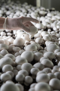 鲜香菇蘑菇生产的集合