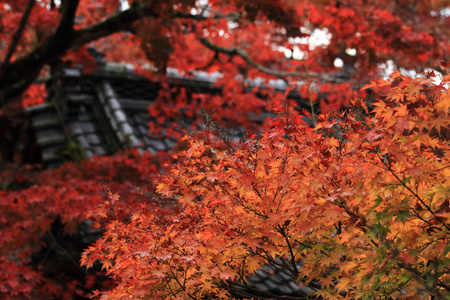 秋天的落叶，在 Shuzenji 寺，伊豆，日本