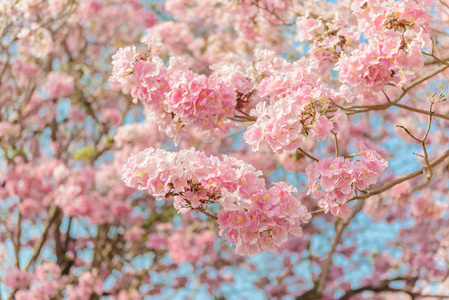 粉蔷薇蔷薇是一种粉红色的花,新热带树照片