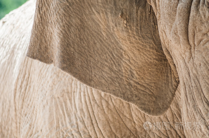 大象的耳朵纹理的特写