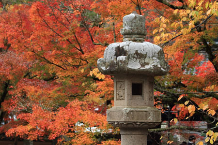 秋天的落叶，在 Shuzenji 寺，伊豆，日本