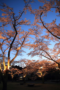 日本初春美丽的樱花夜景