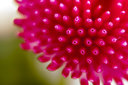 Bellis perennis 是雏菊的一种常见的 欧洲，菊科家庭