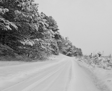 雪覆盖的道路。雪在森林方式