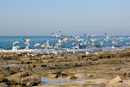 在海滩上的海鸥