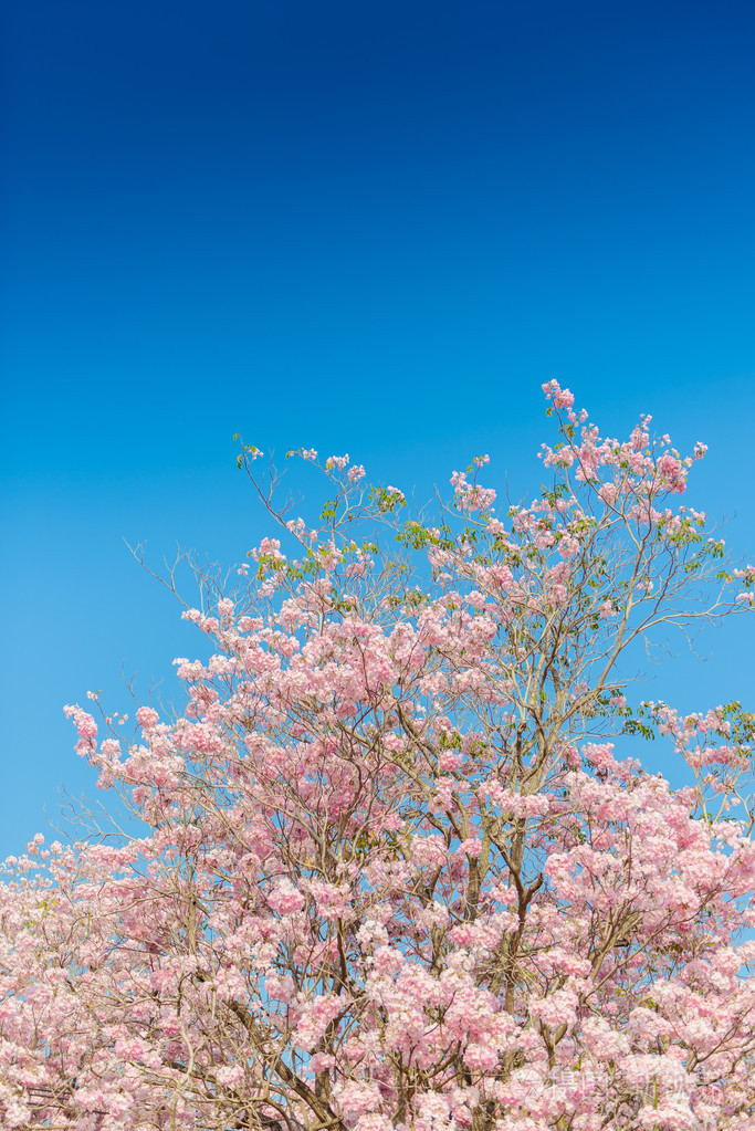 重蚁糠疹是一种粉红色的花新热带树和蓝蓝的天空