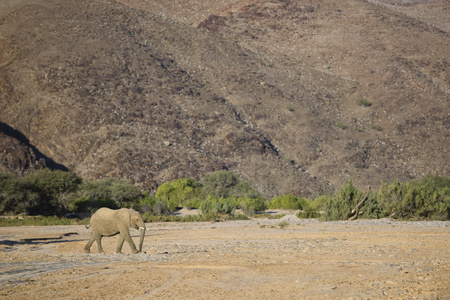 在纳米比亚沙漠大象