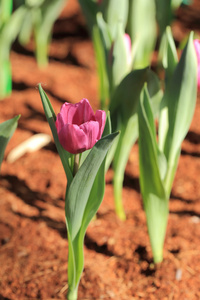 花坛紫郁金香花