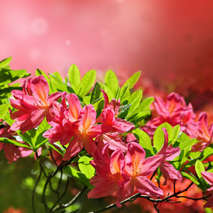 粉红色的杜鹃花盛开