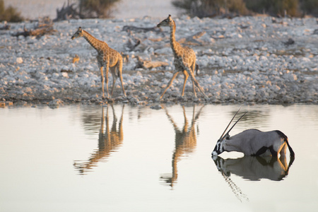 长颈鹿聚集在一处水洞