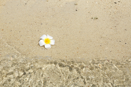 在沙滩上的白花
