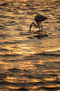 火烈鸟在沃尔维斯湾湿地