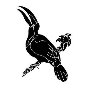 巨嘴鸟图片大全