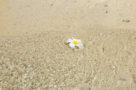 在沙滩上的白花