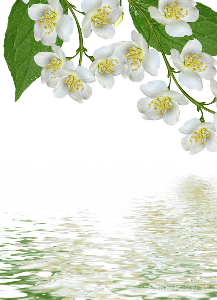 孤立的白色背景上的茉莉花的分支