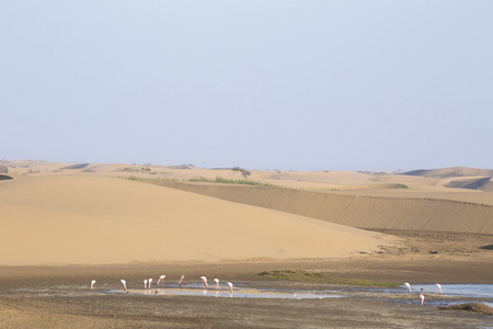 火烈鸟在沃尔维斯湾湿地